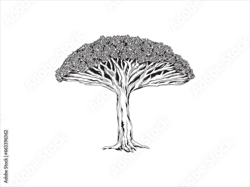Dragon Blood Tree. hand drawing of Dracaena cinnabari. tree in the socotra island. photo