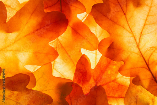 Bright background autumn season oak leaves close-up with backlight as a background  template or web banner for the design of the autumn theme