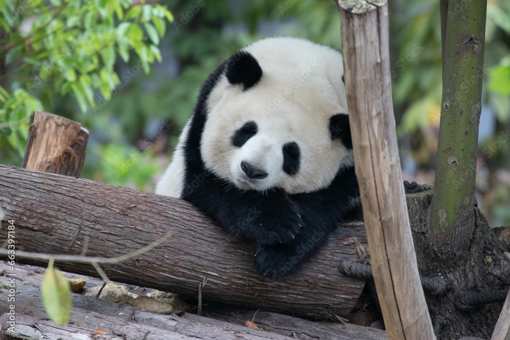 Obraz premium close up giant panda sleeping on the tree
