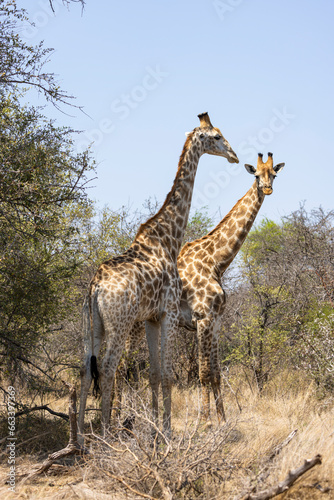 Two tall giraffes make normal bushveld trees look small