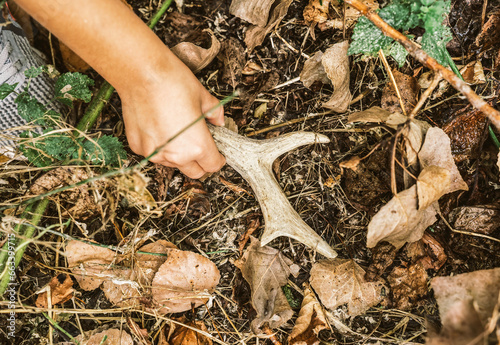 Fototapete Close-up of a child's hand picking up a precious find - a roe deer horn fallen i
