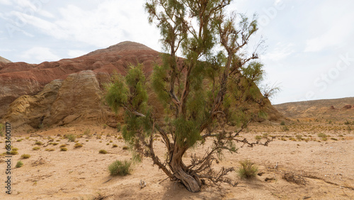 An ancient saxaul bush grows in the middle of the gorge. Colored calcareous and rocky mountains with a pink-red hue. There are rocks, grass and sand all around. The rays of the sun. Dry living tree photo