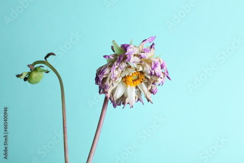 Wilting flower against blue background. Wilted dahlia close up. © Klemenso