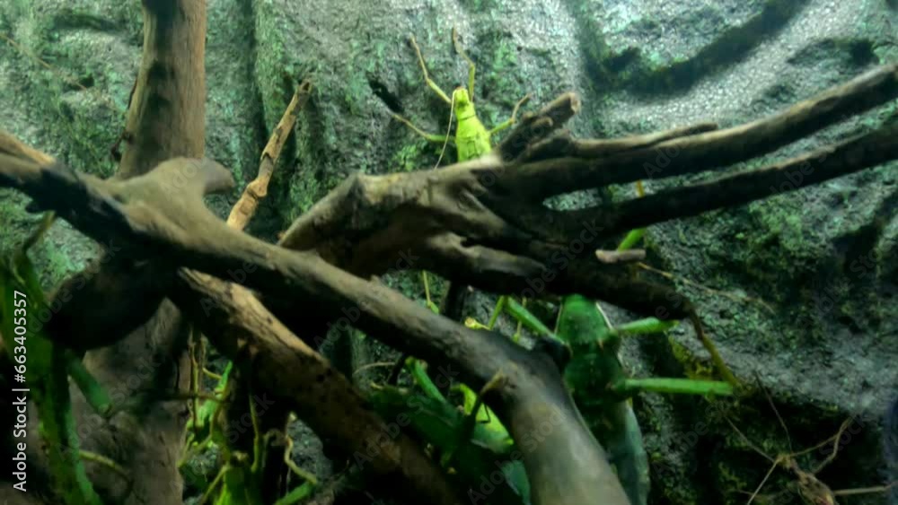 A green grasshopper on a tree branch A green grasshopper on a tree branch