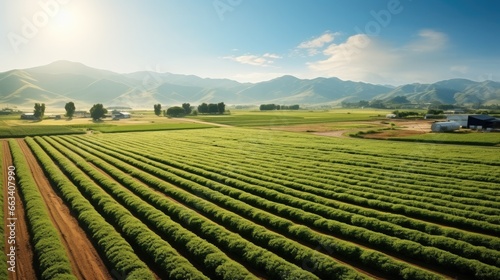 Agricultural field, Sprawling agricultural farm with fields of crops.