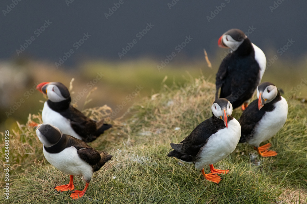 Fototapeta premium Puffins from Island