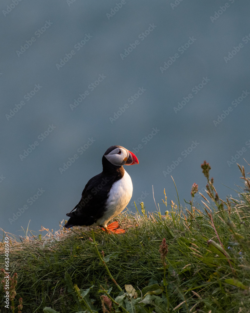 Fototapeta premium Puffins from Island