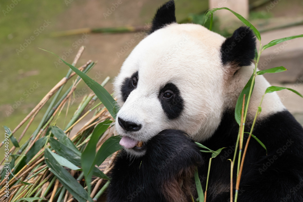 Fototapeta premium Close up Male Giant Panda , Le Bao, Everland, South Korea