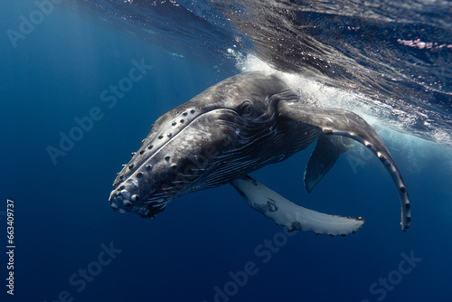 Humpback whale baby in the deep blue waters of Tonga.