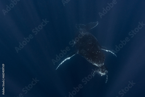 Humpback whale mum and baby in the deep blue waters of Tonga. © Kertu