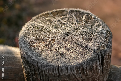 the stump of a felled tree, frost covered the cut of the tree, early frosty morning, frost shimmers under the rays of the sun, the morning winter fog is barely noticeable, the cold season has come