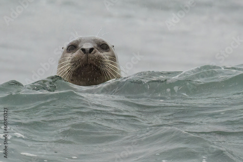 Harbor Seal (Phoca vitulina) looking over a wave toward the camera - Del Norte County California, USA.