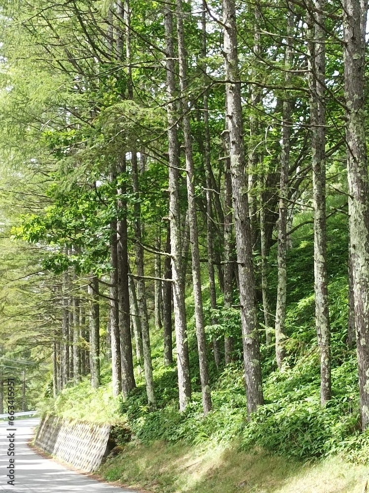 Naklejka premium pine forest with pathway in nagano japan