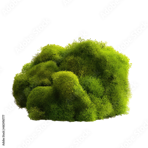 Moss on transparent background.