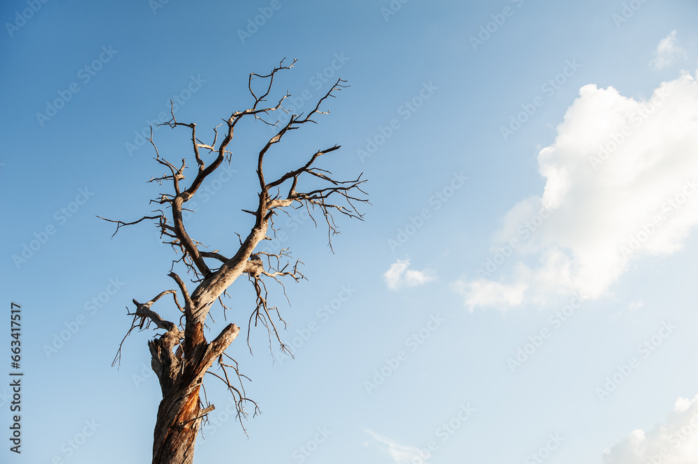 Branches of dry tree against cloudy sky Branches of dry tree against cloudy sky