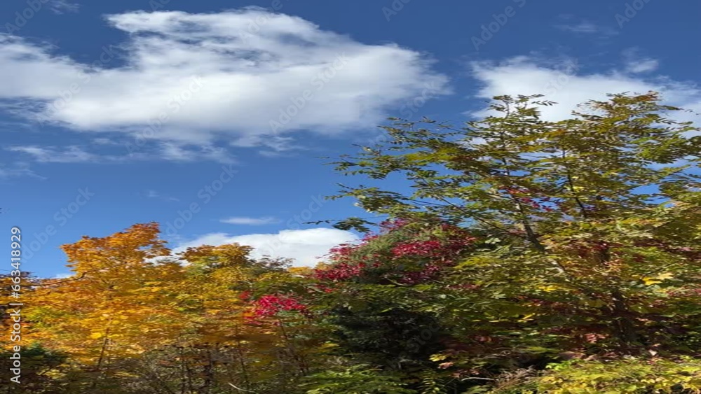 Autumn trees foliage red yellow green against blue sky, vertical video. Autumn trees foliage red yellow green against blue sky, vertical video.