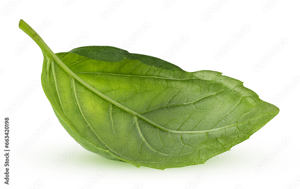 Obraz premium green basil leaves