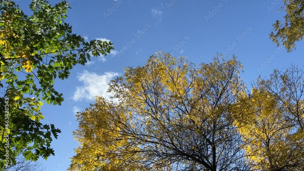 Trees in the autumn park.