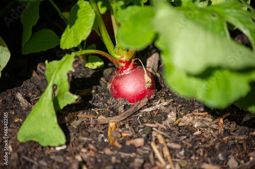 Nahaufnahme von einem Rettich aus dem Garten in der Erde