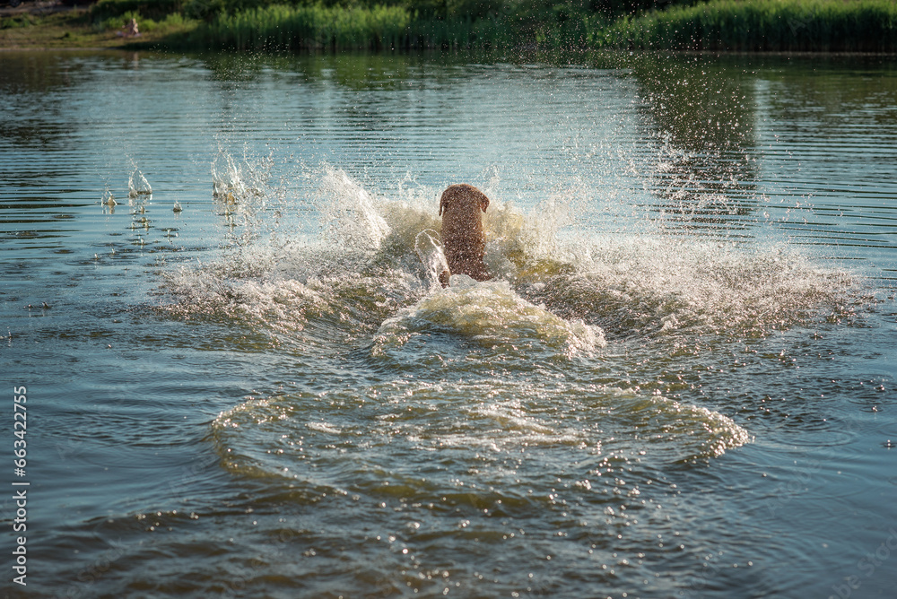 A beautiful purebred Labrador plays in the river in summer. A beautiful purebred Labrador plays in the river in summer.