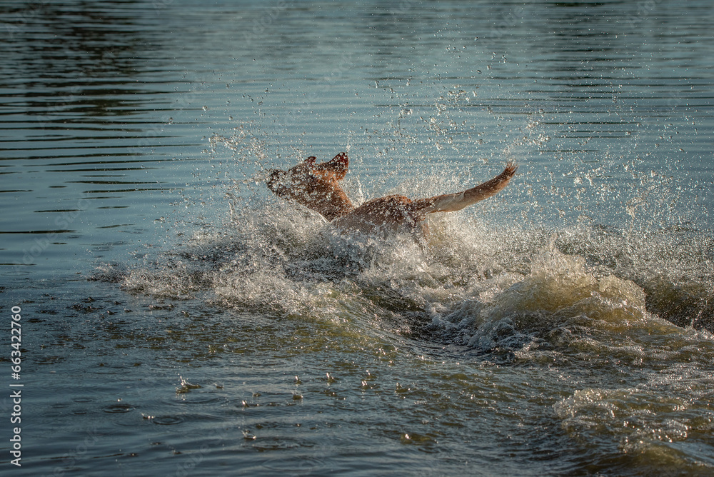 Fototapeta premium A beautiful purebred Labrador plays in the river in summer.
