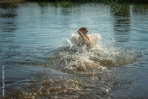 Fototapeta Naklejka Na Ścianę i Meble -  A beautiful purebred Labrador plays in the river in summer.