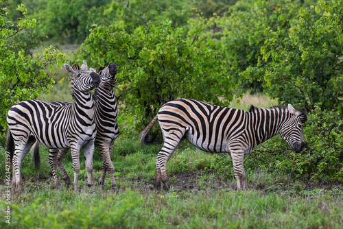 Two zebras reacting to the back end of another zebra