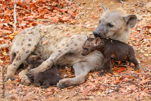 Young hyena pup close to its mother