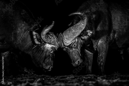 Two male buffalo fighting at night photo