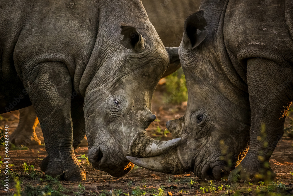 Two white rhinos fighting each other - obrazy, fototapety, plakaty 