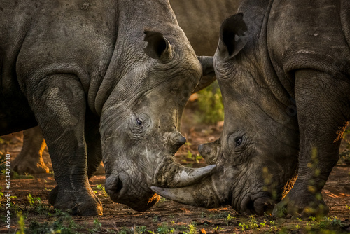 Vászonkép Two white rhinos fighting each other