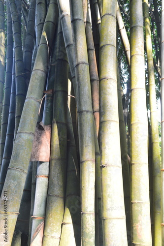 selective focus, background of bamboo plants in the forest, bamboo can be used for building construction materials and handicrafts.