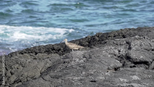 A whimbrel, numenius phaeopus, a wading bird with long curved beak, walking around on the lava rocks of pacific coastline at the galapagos islands in Ecuador. photo