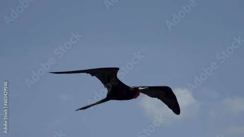 Magnificent frigatebird, Fregata magnificens, a big black sea bird with a characteristic red gular sac, Frigate bird soaring in the clear blue sky over a cruise ship.