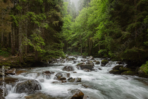 A stream flowing in the green forest