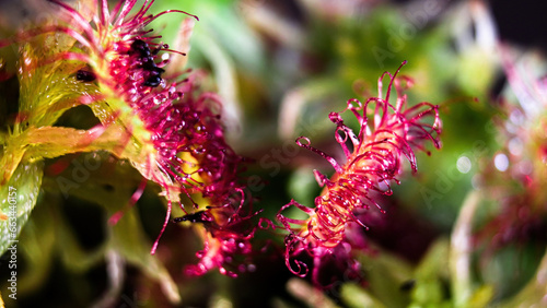 Foto Drosera hairs with sticky droplets of mucus to trap insects