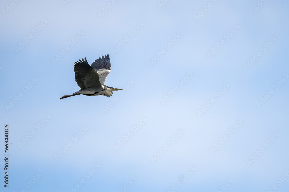 Fototapeta premium A flying Grey heron (ardea cinerea) with open wings