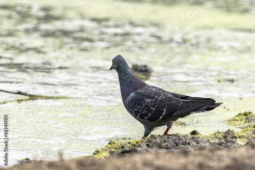 А wild pigeon (Columba livia domestica) perched on the shore of a pond