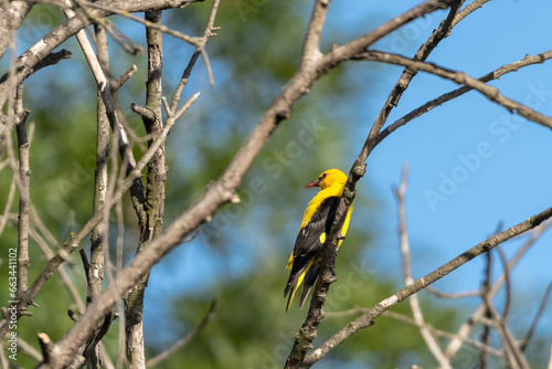 Eurasian Golden Oriole (Oriolus oriolus) on tree branch