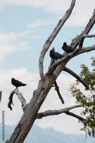 Crows Fighting for Food on a Dead Tree With a Blue Sky | Jackson Hole, Wyoming, USA