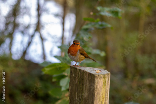 Robin red breast on a post