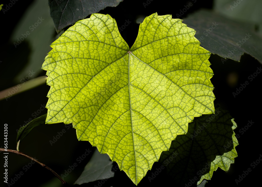 Leaf of a Grape Tree - Green Heart Leaf of a Grape Tree - Green Heart