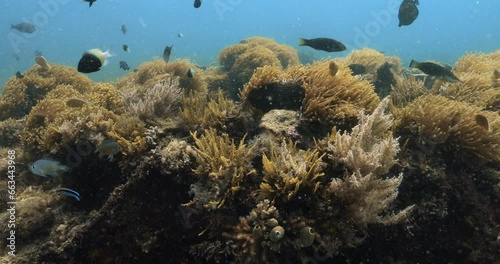 Wallpaper Mural Dazzling seascape of diverse kinds of fish above colorful reefs. Torontodigital.ca