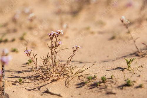 Blossoming flowers in the desert in Sinai peninsula  Egypt