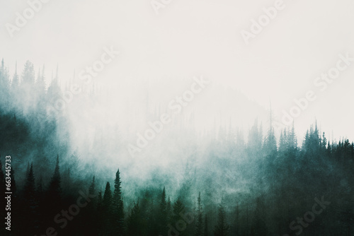 Fog in the Forest | PNW Moody Forest with Fog