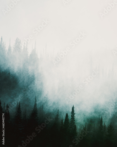 Moody Fog in the Forest | PNW Moody Forest