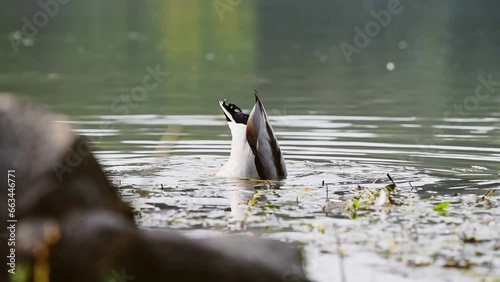 A duck goes under water to eat