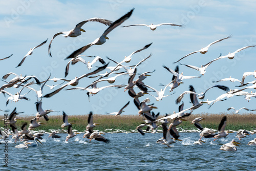 Flock of pelicans in flight, rosu lake in danube delta, romania near sulina photo