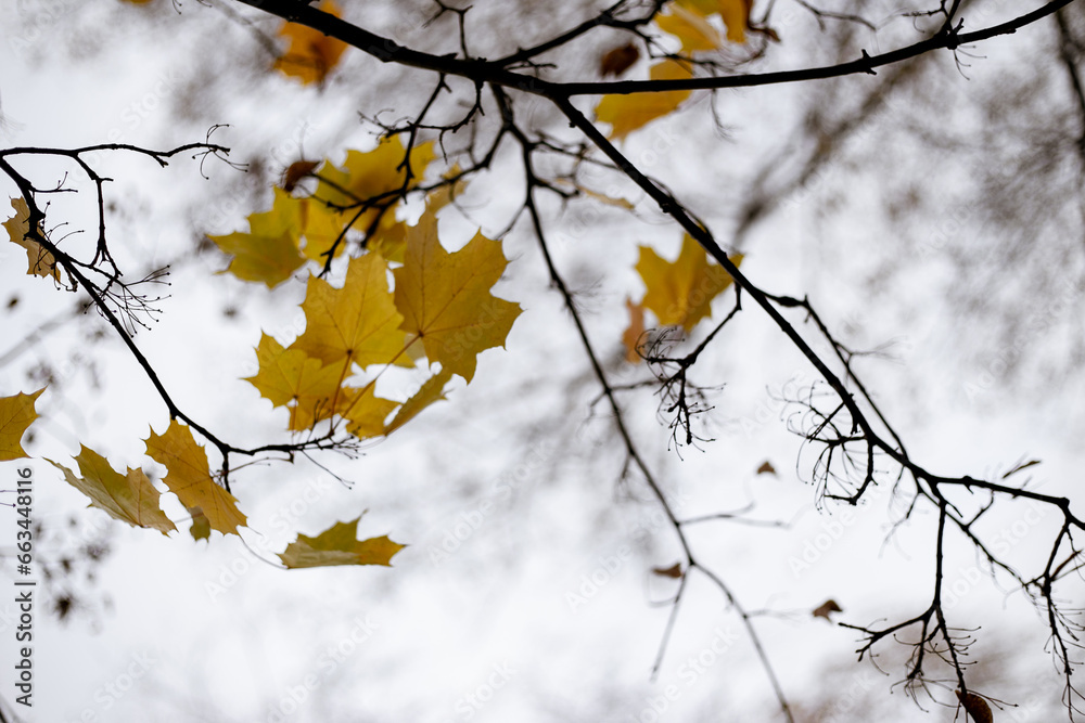 Orange maple leaves on a tree, autumn, cloudy day, selective focus Orange maple leaves on a tree, autumn, cloudy day, selective focus
