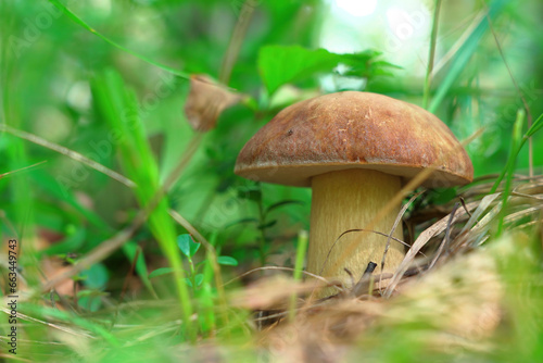 Boletus edulis growing between the blades of grass in the forest.